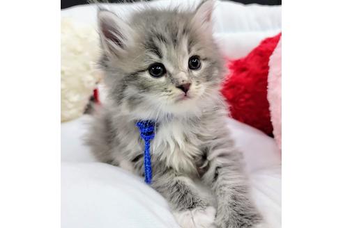 成約済の埼玉県のサイベリアン-19978の4枚目